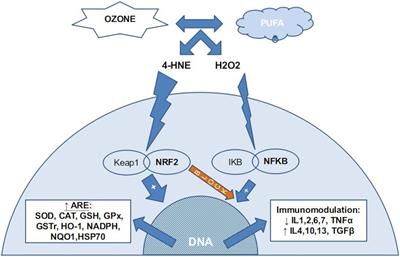 Updated Review on Ozone Therapy in Pain Medicine